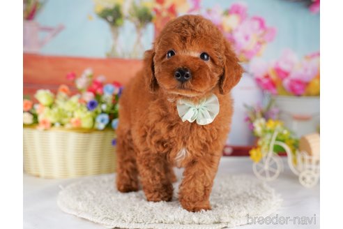 成約済の東京都のトイプードル-354774の5枚目